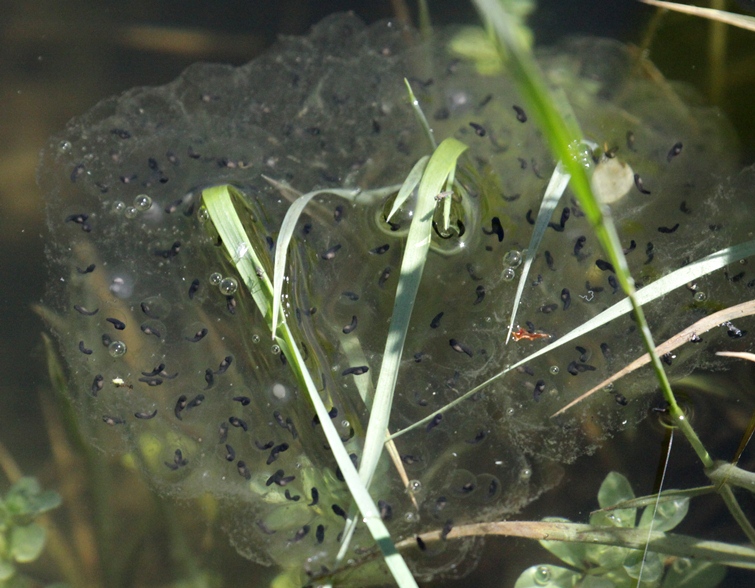 frog eggs